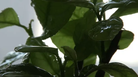 Big water drop 스톡 동영상 78149453