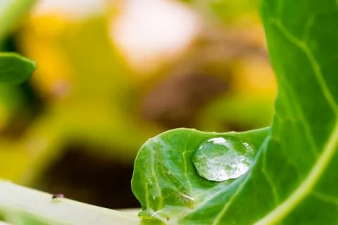 Big water drop on green leaf Stock Photos