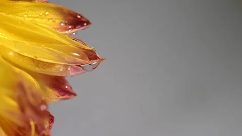 Big water drops falling from beautiful coral colorful gerbera daisy petals Video stock 172079425