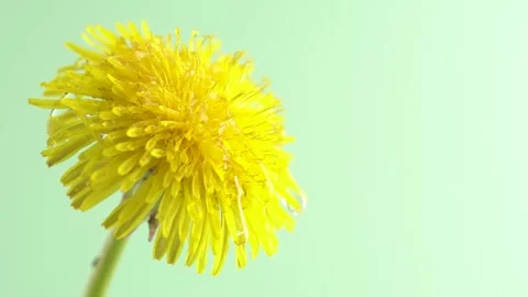 Big water drops falling from beautiful yellow dandelion petals against ligh.. Stock Footage 272478689