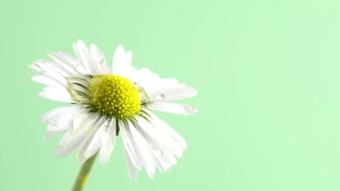Big water drops falling from beautiful chamomil petals against light green .. Stock Footage 272479099
