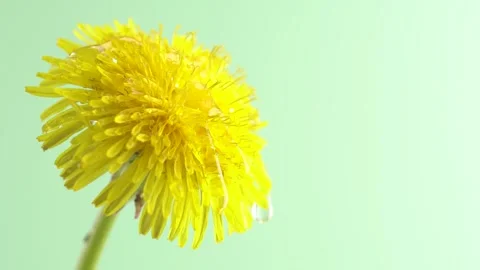 Big water drops falling from beautiful yellow dandelion petals against ligh.. Stock Footage 274554977