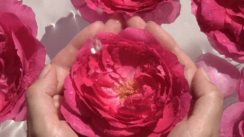 Big water drops falling on delicate bright pink rose in woman hands. 動画素材 111419976