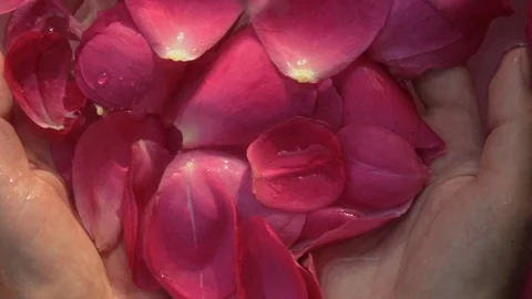 Big water drops falling on red rose in woman hands. Видео 111419779