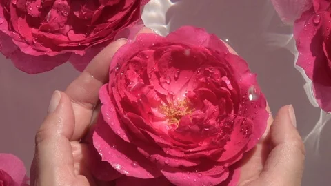 Big water drops falling on red rose in woman hands. Vidéo 122243613
