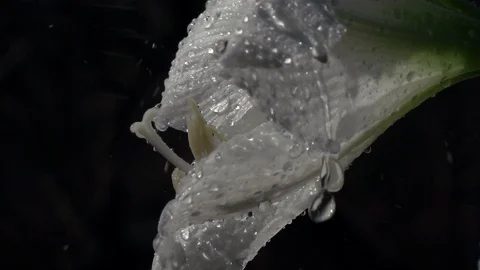 Big water drops rolling down from petal of white amaryllis Видео 92589492