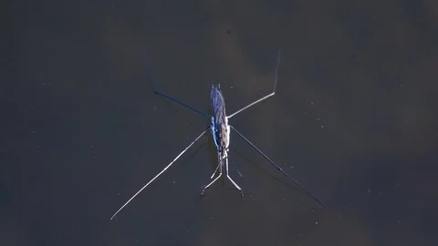 Big Water Strider Closeup Stock Footage 102628642