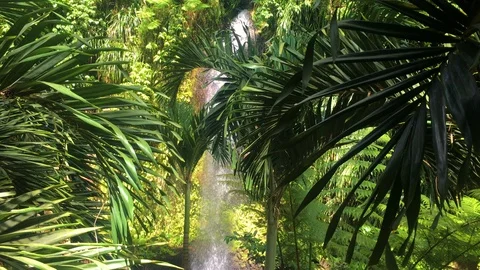 Big waterfall is falling below palm leaves in Saint Lucia Stock Footage 99953774
