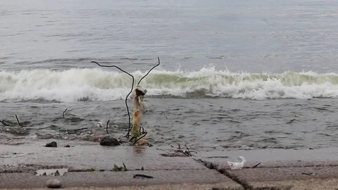 Big waves break on a concrete stone pier in the contaminated plastic in a storm Stock Footage 110626164
