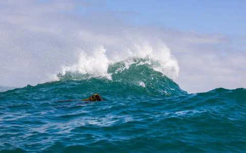 Big waves breaking on an reef along the coast of South Africa Stock Photos