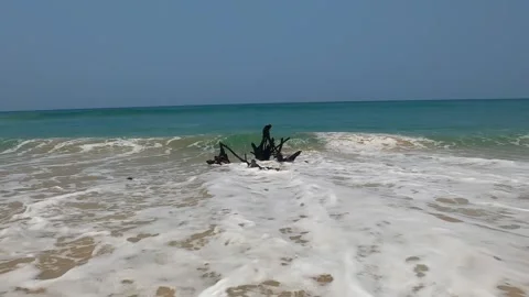 Big waves crash against a dry tree on a sandy beach. Stock Footage 242166909
