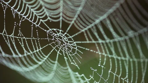 Big web in drops of dew shivers on a wind 스톡 동영상 43200212