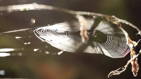 Big web on  tree. Spider weaving a net. Shot with sunflare Stock Footage 169338534