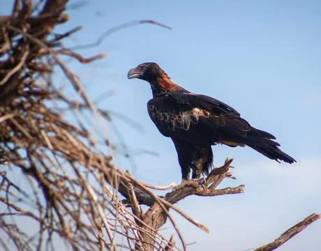 Big Wedge Tailed Eagle sits beside nest on branch Stock Photos