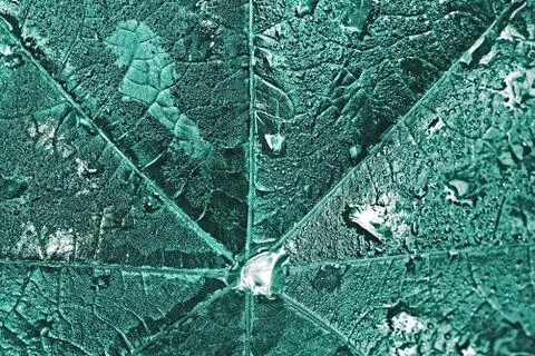 Big wet leaf with dew drops Stock Photos