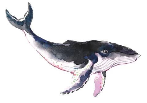 Big whale Stock Illustration