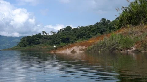Big White Bird Flying Over Lake Next To Jungle Forest [Slow Motion] Stock Footage 88961044