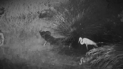 Big white bird by a pond - Black &amp; White Stock Footage 282510423