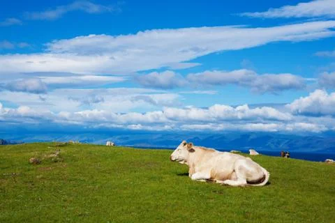 Big White Bull on Alpine Ecologically Clean Pasturein Summer Day Stock Photos