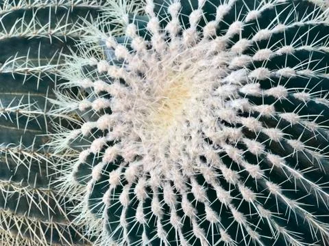 Big white cactus, side view Stock Photos