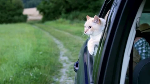 A big white cat in a car window goes on vacation with his owners Stock Footage 246327661