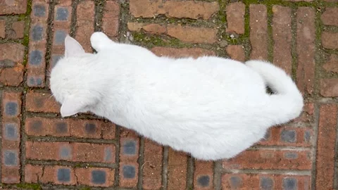 Big white cat lying on red brick pavement resting and looking around Stock Footage 218292024