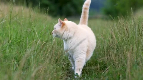 Big white cat with a red cat walks along a village path and looks at the camera Stock Footage 246327794
