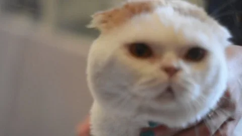 Big white cat.Exhibition 스톡 동영상 75805443