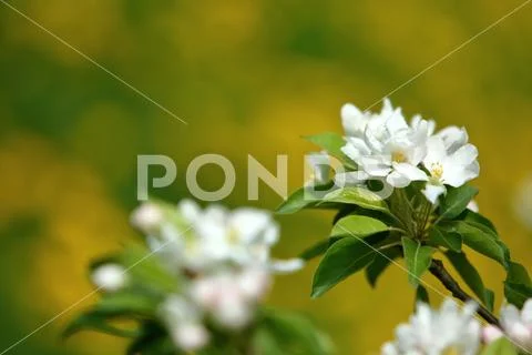 Big white cherry blossoms in the morning spring sunshine on a background of yell Stock Photos