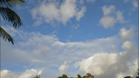 Big white clouds with palm tree, time lapse. Stock Footage 332100111