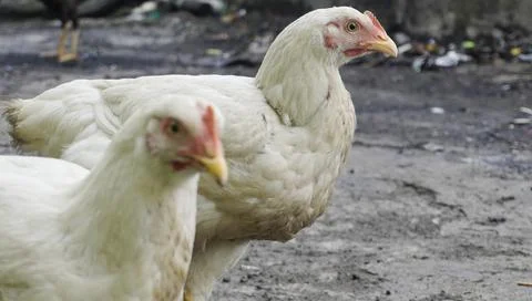 Big white cocks Stock Photos