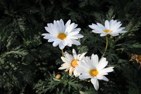 Big white daisy Stock Photos