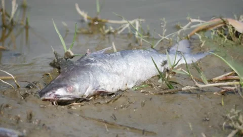 A big white dead fish lying on a swamp Stock Footage 225690067