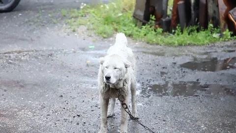 Big white dog on a chain in the rain waving his tail Stock Footage 120945708
