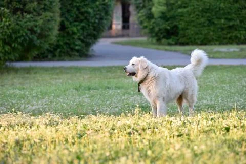 Big white dog on the grass Stock Photos