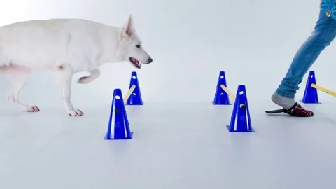 A big white dog is jumping over the hurdles Stock Footage 83772826