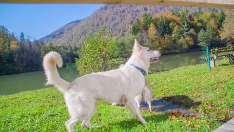 Big white dog is jumping over a puddle Stock Footage 83775368