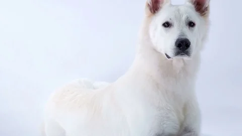 Big white dog lies down next to other white puppies Stock Footage 83773601