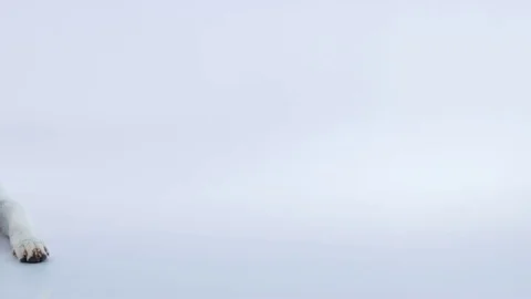 A big white dog is sitting down Stock Footage 83773724