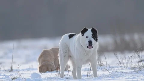 Big white Dog in the snow in winter. 4k footage. Stock Footage 287951916