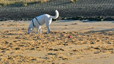 Big white dog walking on the beach and sniffing sand Stock-Footage 301569005