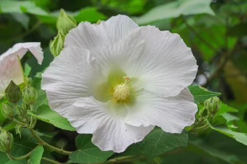 Big white flower, beauty flower green leave Summer garden Flower image Stock Photos