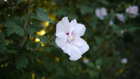 A big white Flower Foto stock