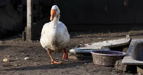 A big white goose in the barnyard. Stock Footage 162494045