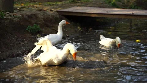 Big white goose bathing in the pond Stock Footage 144234438