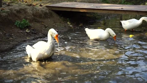 Big white goose bathing in the pond Stock Footage 144235634