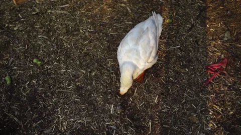 Big white goose foraging on pasture grass Stock Footage 144235352