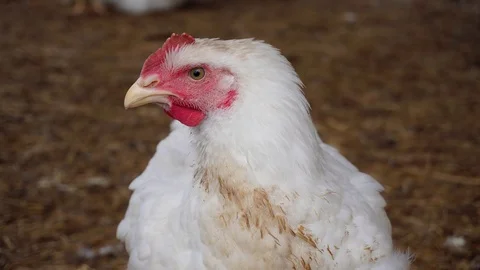 A big white hen is blinking with its yellow eyes. Stock Footage 114325954