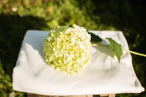 Big white hydrangea flowers close-up Stock Photos