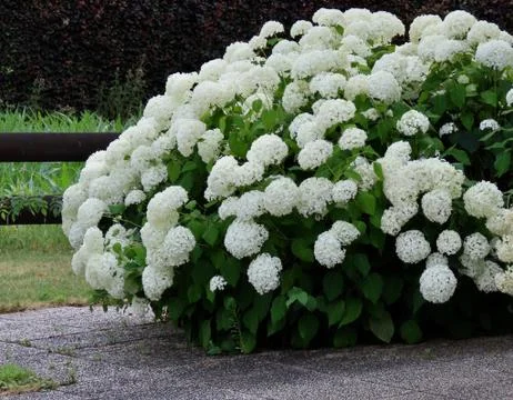 Big white Hydrangea Stock Photos
